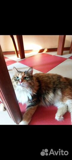 Кошки бесплатно