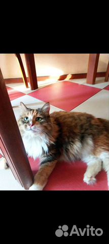 Кошки бесплатно