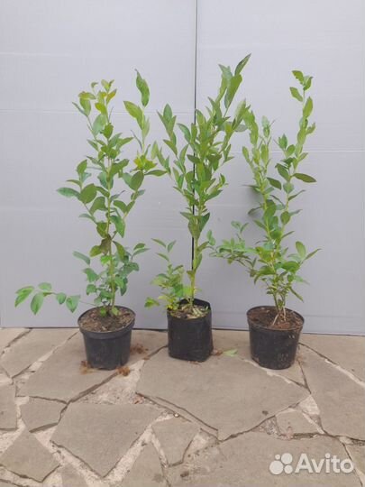 Голубика саженцы розница и опт