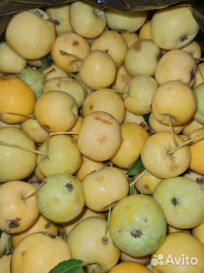 Яблоки ранетки