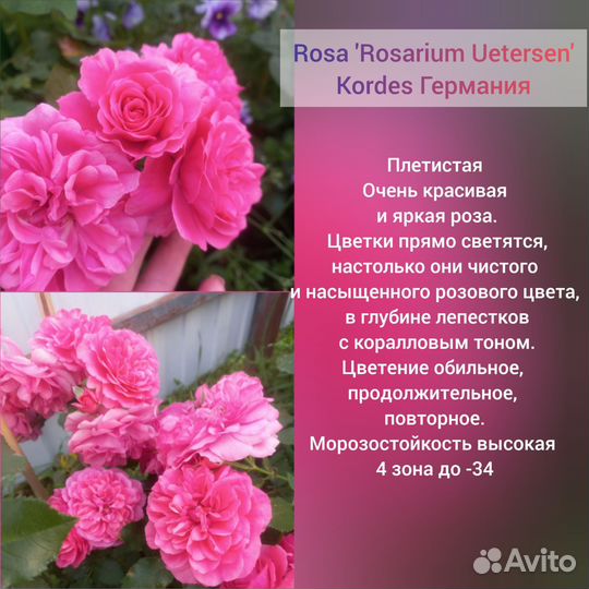 Розы плетистые саженцы