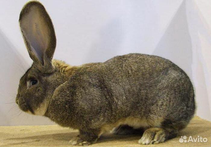 Кролик порода «Ризен»