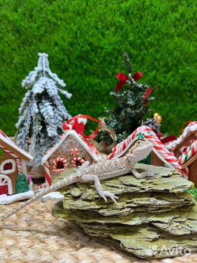 Бородатая агама малыши