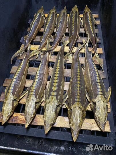 Рыбка Праздничная