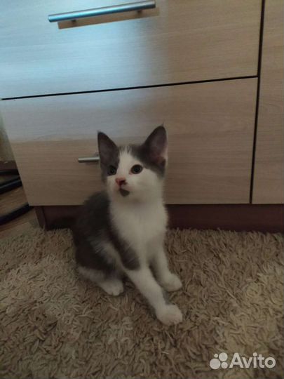 Кошка в дар бесплатно