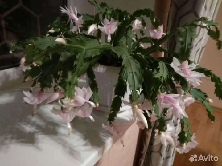 Цветок декабрист бело- розовый