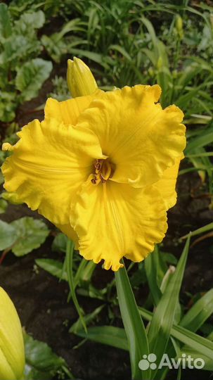 Лилейник сортовой