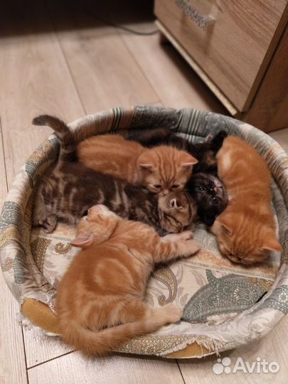 Шотландские котята