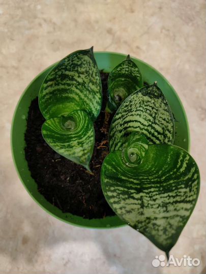 Сансевиерия с горшочком три ростка