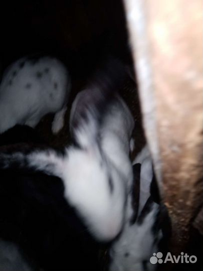 Кролики годовалые