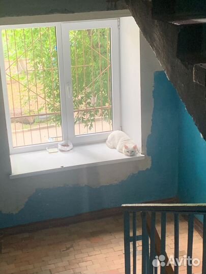 Белый котик