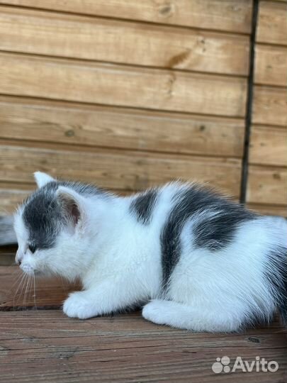 Отдам трех котят бесплатно