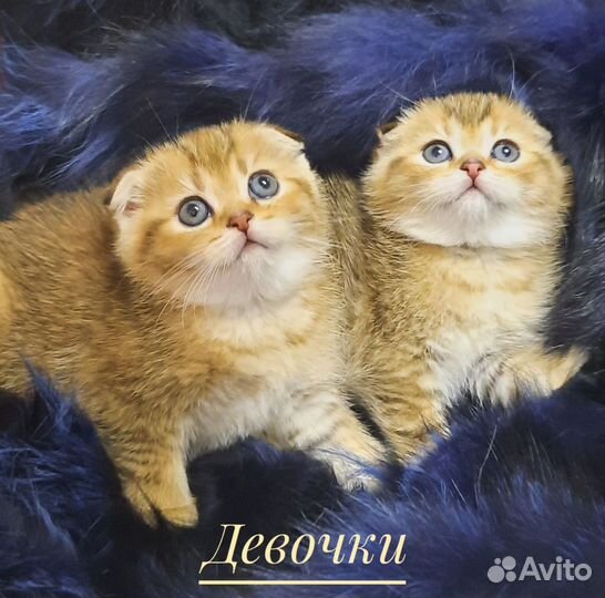 Шотландские котята