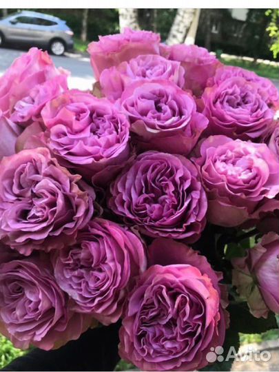 Букет из эквадорской розы