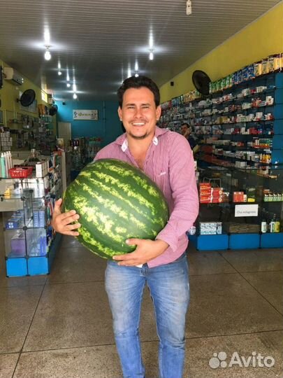 Семена арбуза Манчестер