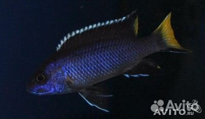 Яркие красочные аквариумные окуньки