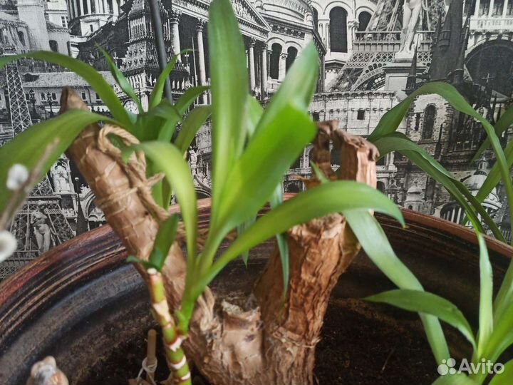 Комнатные цветы, пальмы, юка и драцена