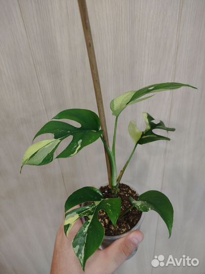 Рафидофора тетрасперма вариегатная