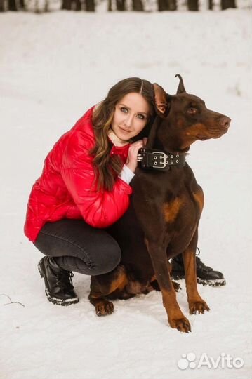 Фотосессия с двумя доберманами