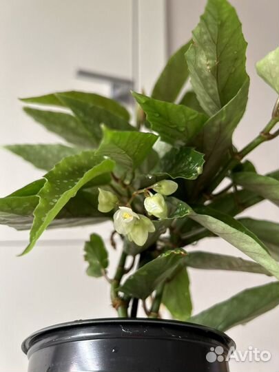 Бегония макулата