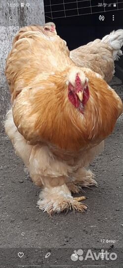 Петухи брама