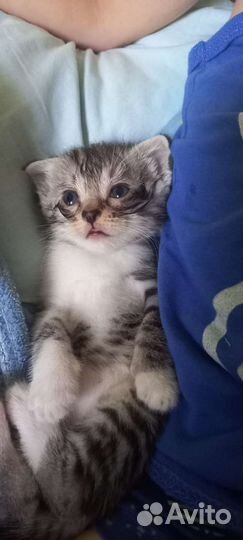 Кошки в добрые руки бесплатно