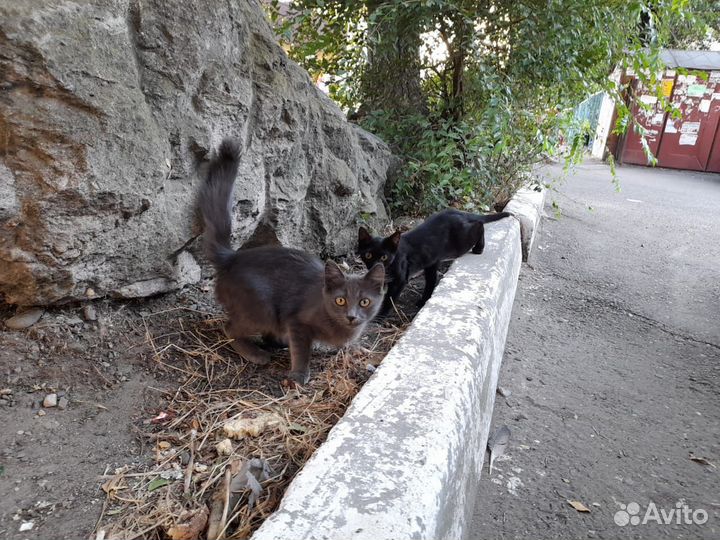 Котята в добрые руки