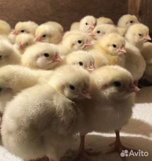 Бройлер кобб 500 Чехия 16августа