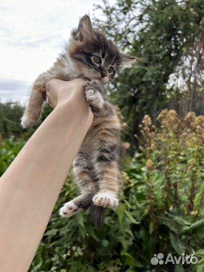 Котята в добрые руки бесплатно