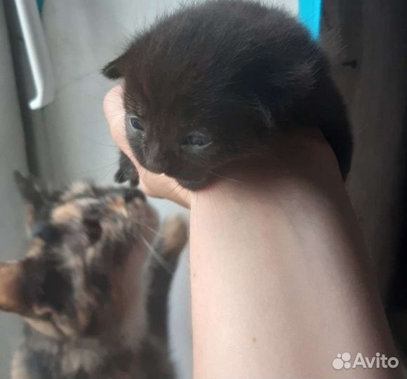 Отдам в добрые руки