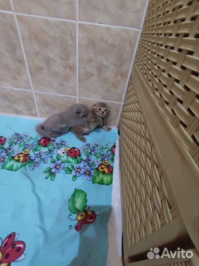 Шотландские котята