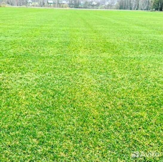 Рулонный газон