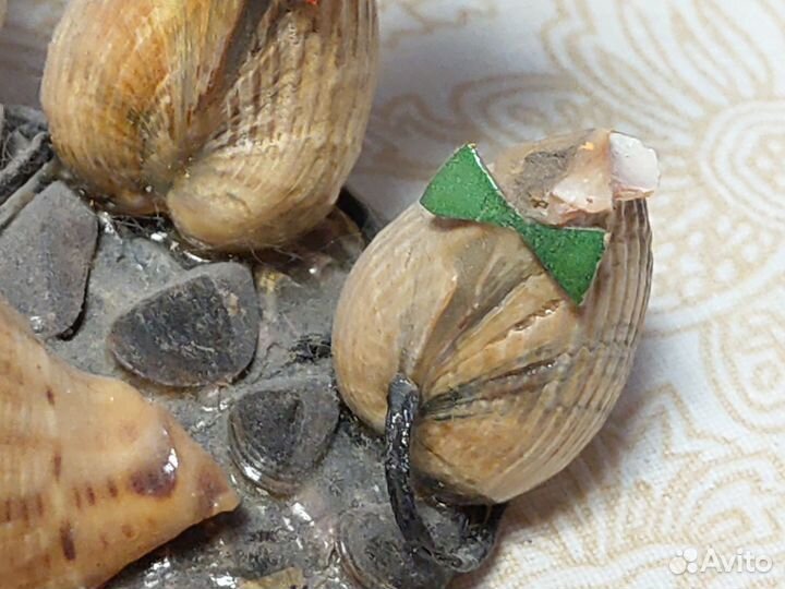 Сувениры из ракушек