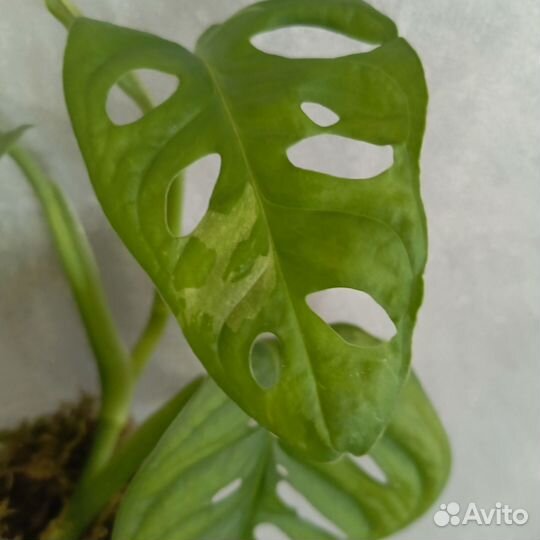 Монстера адансона вариегатная