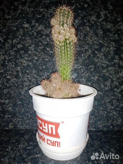 Кактус Эхинопсис (Echinopsis), белые цветы