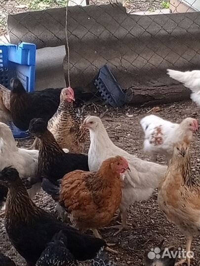 Молодые петухи 4,5 месяца