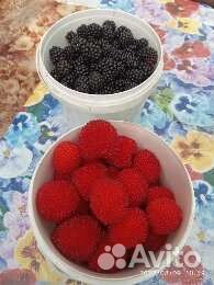 Саженцы тибетской малины и простой