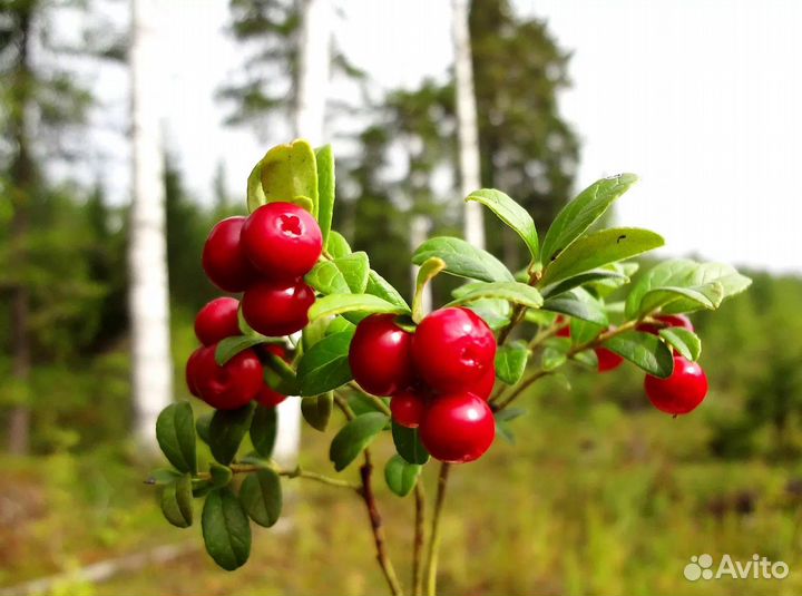 Брусника ягода