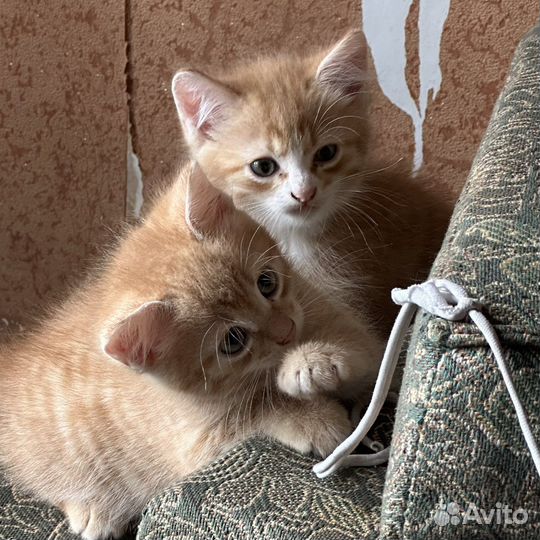 Рыжие котята