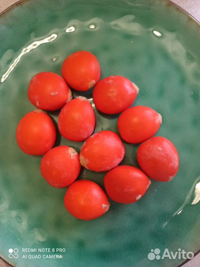 Цикас семена