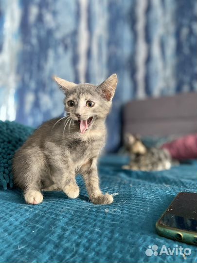 Котята черепашки