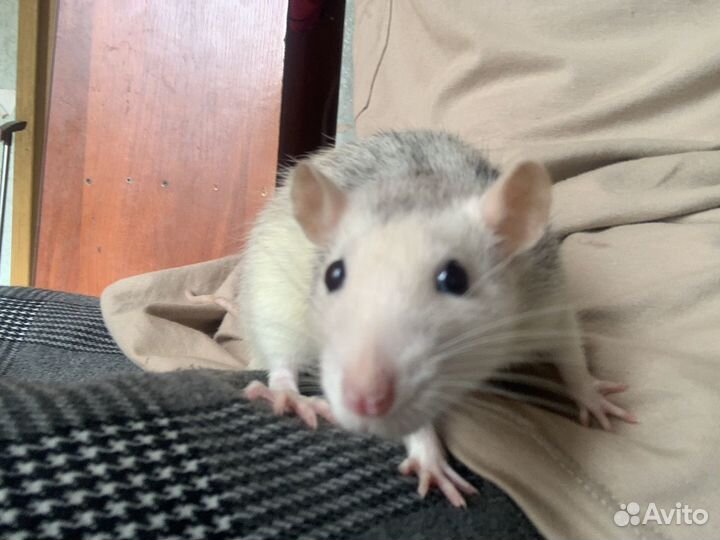 Крыса домашняя