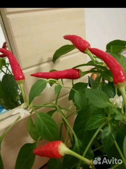 Рассада комнатный острый перец
