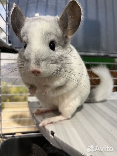 Шиншилла белый Вилсон мозаик самец
