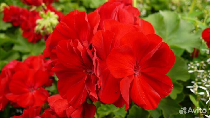 Красивая ярко-красная герань цветущая (не черенок