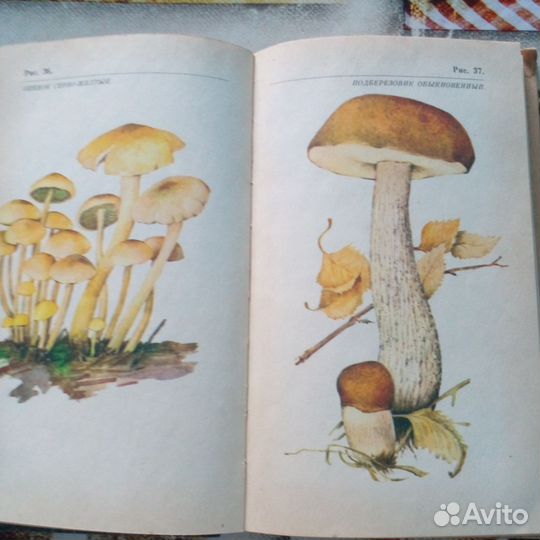 Справочник о грибах. О грибах и грибниках