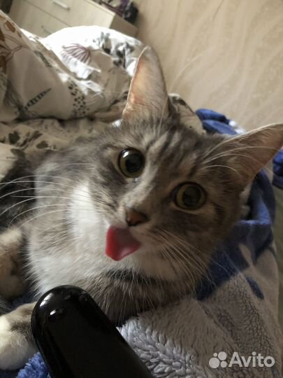 Кошечка Мия