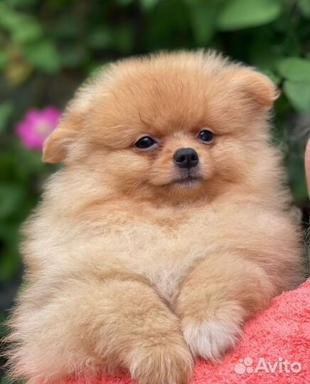 Щенки шпица