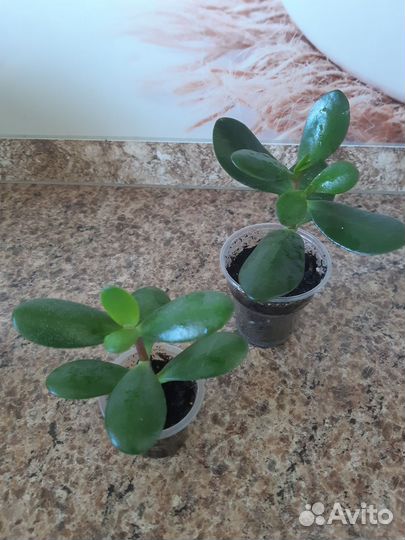 Спатифиллум