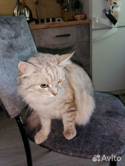 Нашлась кошка